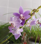 Phalaenopsis purple gem