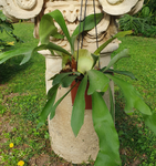 Platycerium bifurcatum à suspendre
