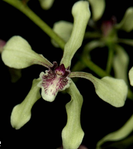Encyclia aromatica