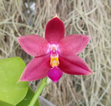 Phalaenopsis Phoenix Girl x Miki Fly Eagle Empire