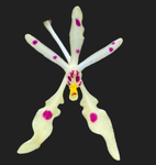 Renanthera citrina