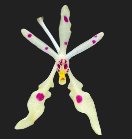 Renanthera citrina