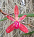Renanthera imschootiana x seidenfadenia mitrata alba