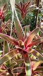 Neoregelia Schultesiana variegata