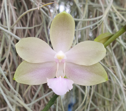 Phalaenopsis Jim
