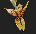 Stanhophea assidensis
