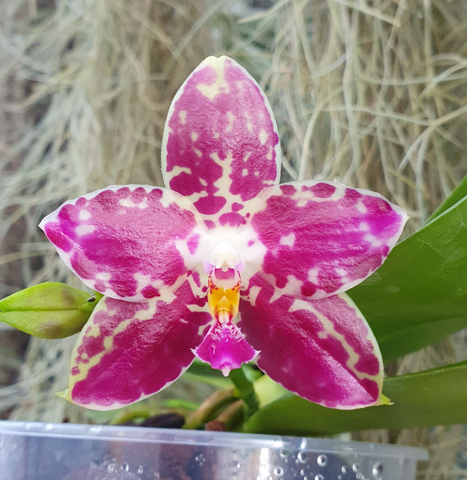 Phalaenopsis Lyndon Mix Zebra 867