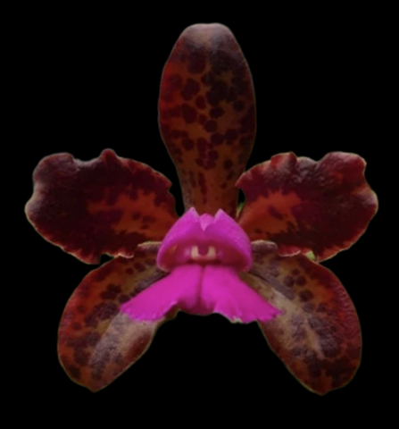 Cattleya leopoldii  Schokoladenprinz x Dark Prince