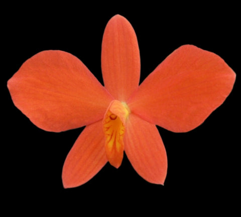 Cattleya coccinea x wittigiana