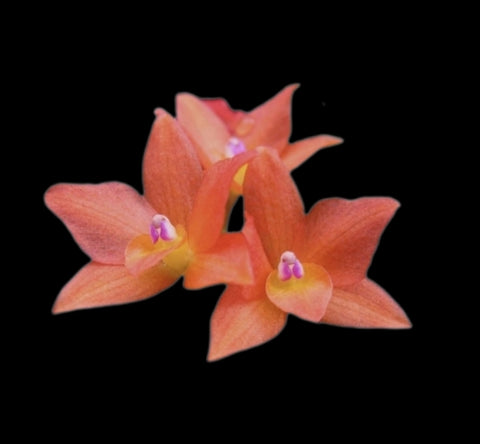 Cattleya cernua