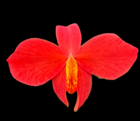 Cattleya mantiqueira x coccinea