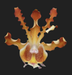 Schomburgkia brysiana