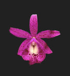 Brassocatanthe Pink Panther