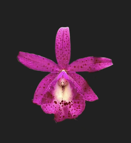 Brassocatanthe Pink Panther