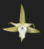 Angraecum Veitchii
