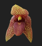 Bulbophyllum (trias) densiflora