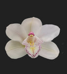 cymbidium Chiara