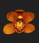 cymbidium Majolica