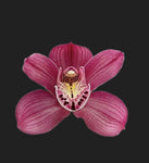 cymbidium Flame Sox