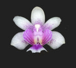 Phalaenopsis deliciosa