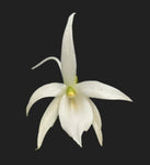 Angraecum leonis