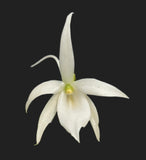 Angraecum leonis