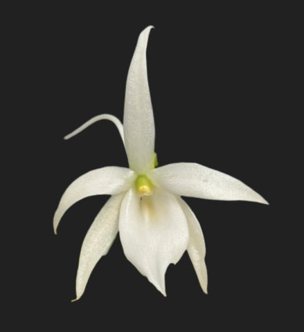 Angraecum leonis