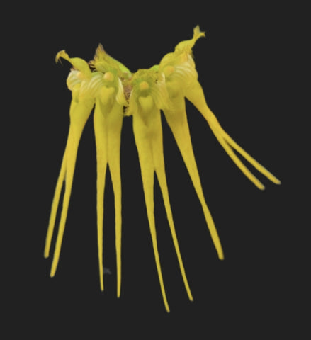 Bulbophyllum pecten-veneris var flaviflorum