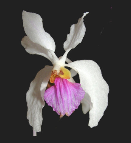 holcoglossum kimballanium
