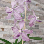 Vanda coerulea x roeblingiana
