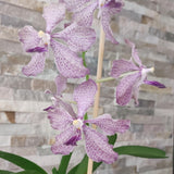 Vanda coerulea x roeblingiana