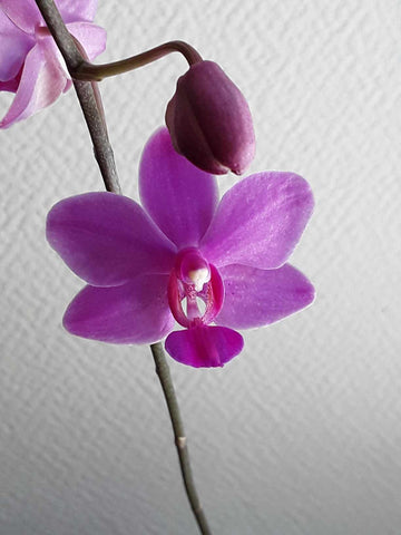 Phalaenopsis pulcherrima x schilleriana