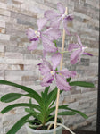 Vanda coerulea x roeblingiana