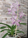Vanda coerulea x roeblingiana