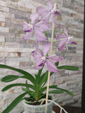 Vanda coerulea x roeblingiana