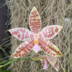 Phalaenopsis hieroglyphica hp