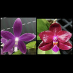 phalaenopsis speciosa Miki Purple x Lyndon Coral Bear