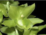 Clowesetum Black Jade