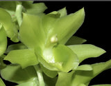 Clowesetum Black Jade