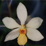 Holcoglossum ruperstre x Vanda nana