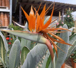 Strelitzia reginae