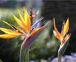 Strelitzia reginae