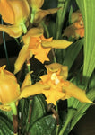 Lycaste consobrina