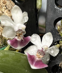 phalaenopsis parishii