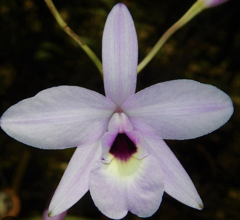 laelia rubescens