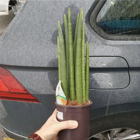 Sanseveria cylindrica