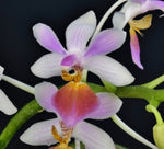 phalaenopsis Partris x parishii