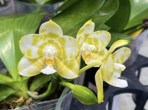 Phalaenopsis Mituo Golden Tiger MO666