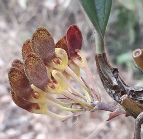 Bulbophyllum spathulatum