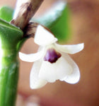 Scaphyglottis confusa